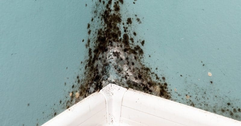 Common Mold Species in the Pittsburgh Area