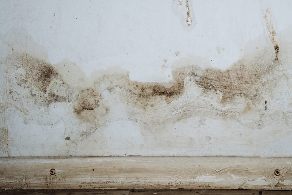 Why is Dead Mold Still Dangerous to Your Health?