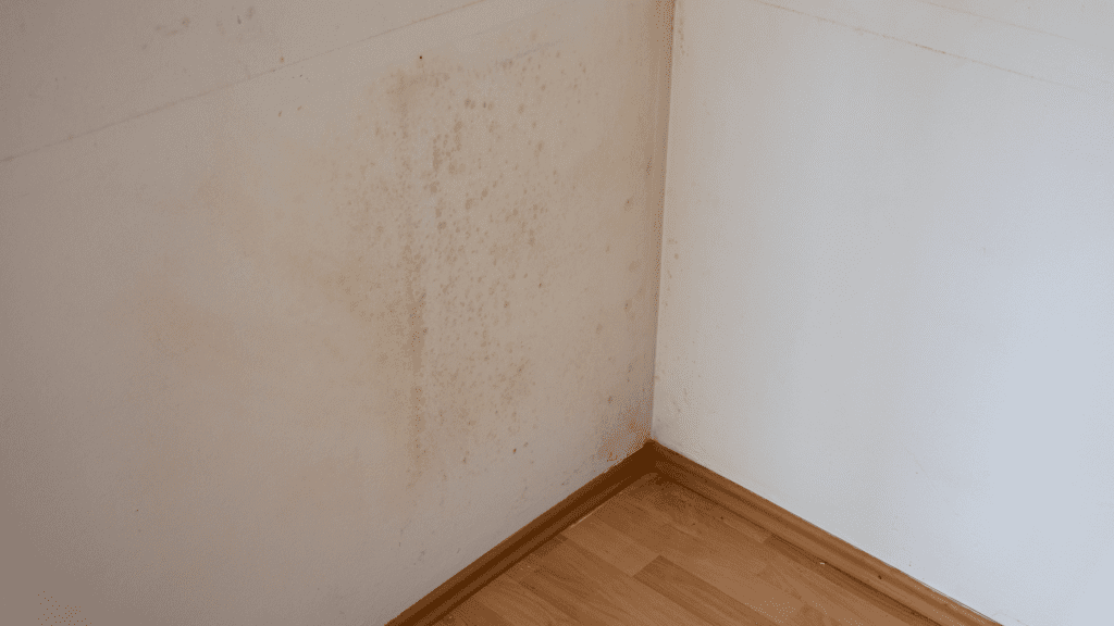 Top 10 Places Where Mold Might Hide in Your Home