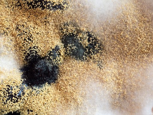 How Does Mold Form?