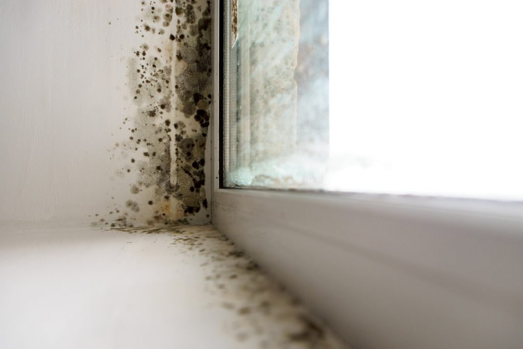 Mold in Your Apartment? Here’s What to Do