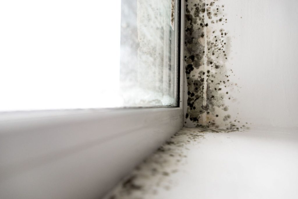 Why Is There Black Mold on My Bathroom Ceiling? - Mold Medics