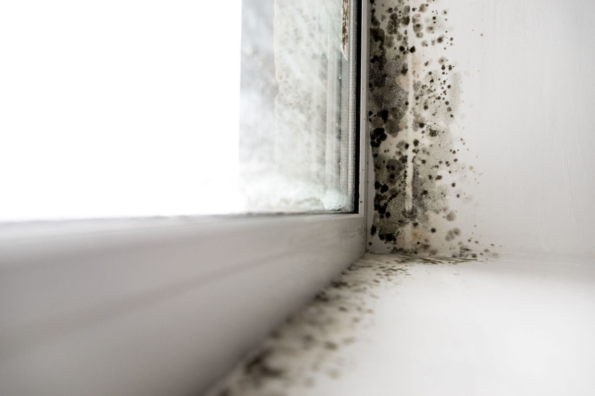Read This Before Removing Black Mold in the Bathroom