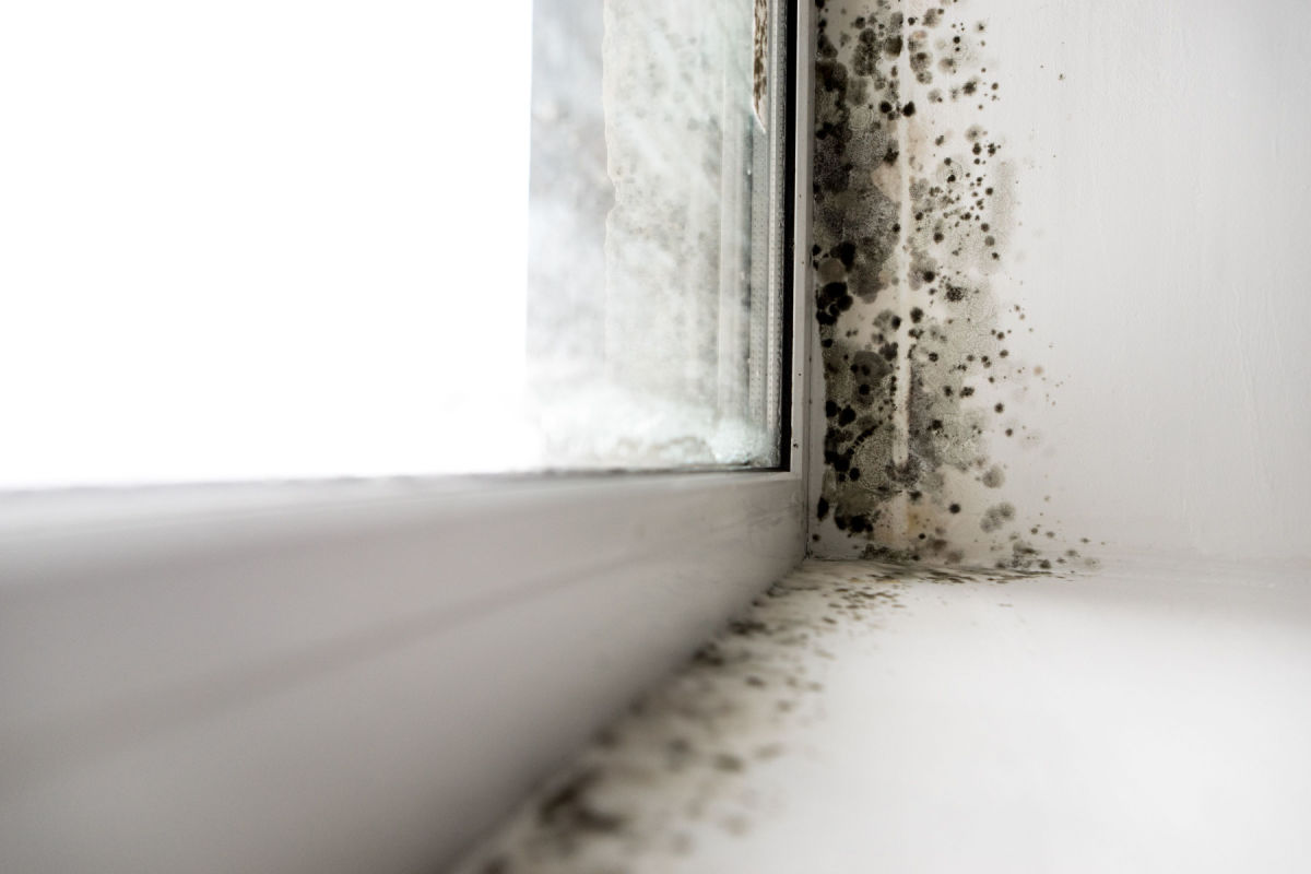 Black Mold on Your Bathroom Ceiling? Read This First