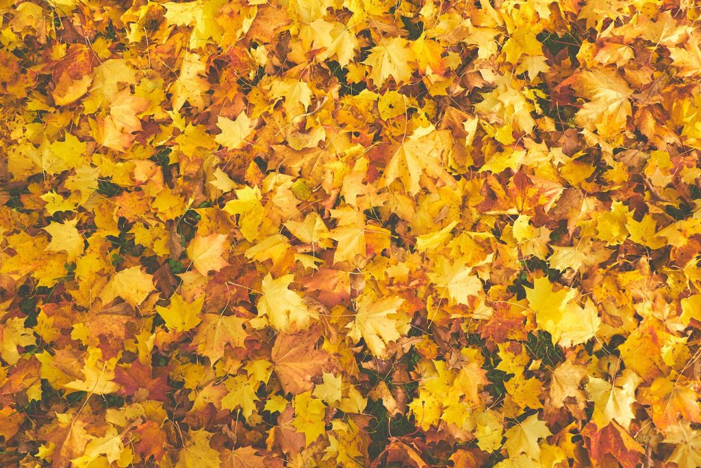 Five Fall Mold Prevention Tips